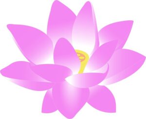 lotus of buddhism