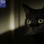 Can Cats Sense Spirits in the House?