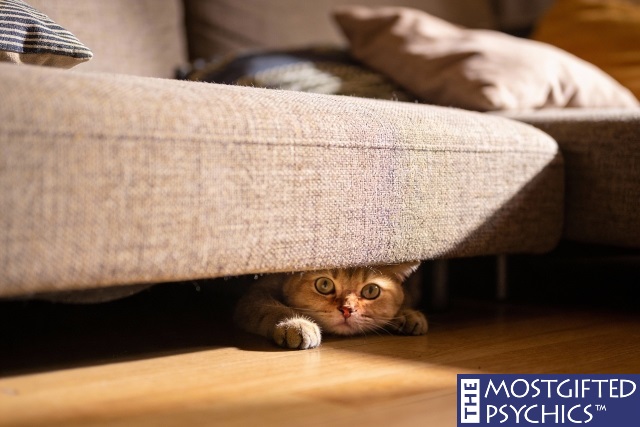 a pet cat hiding under the sofa as it sensed something