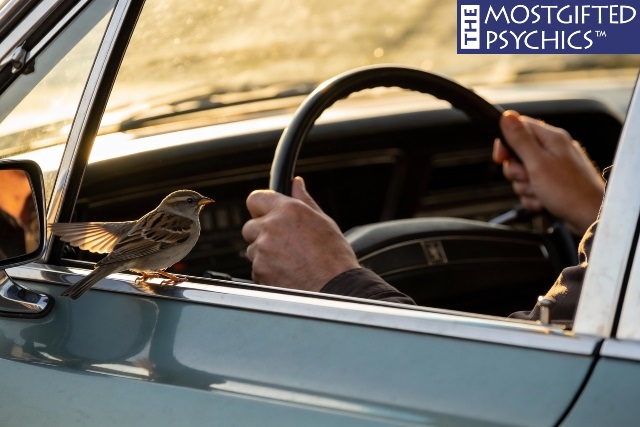a little bird sitting at the car window near the driver
