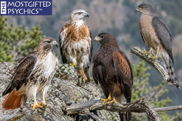 hawks in different colors